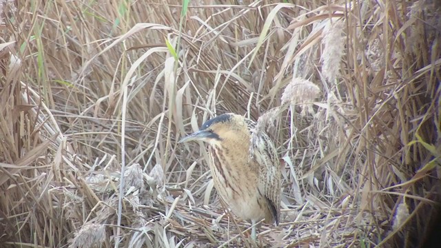 Eurasian Bittern - ML404069871