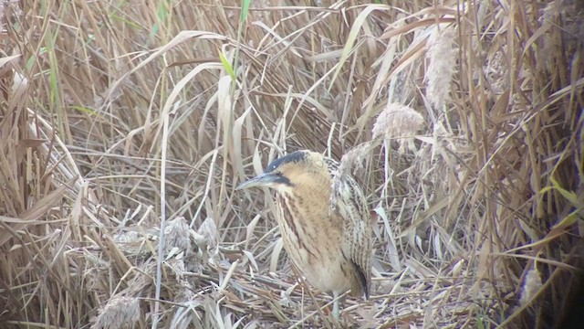 Great Bittern - ML404069871