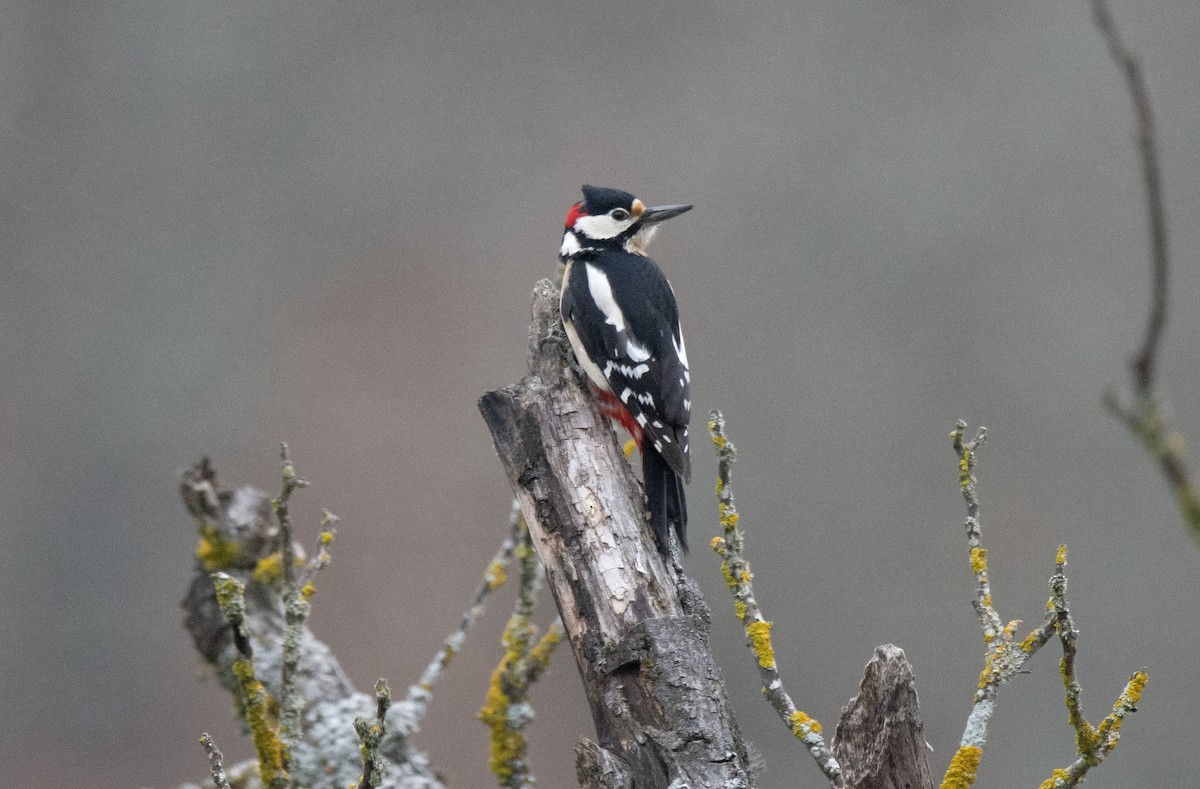 Great Spotted Woodpecker - ML404069881