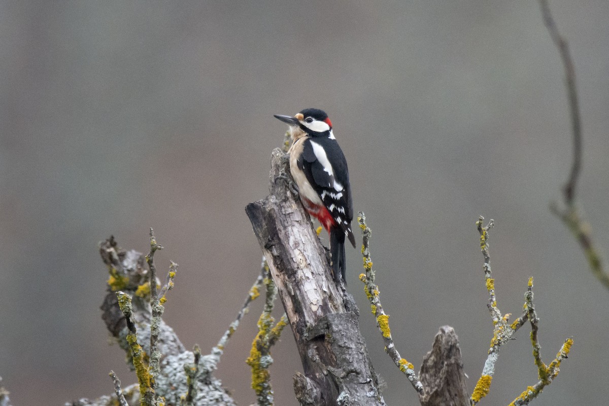 Great Spotted Woodpecker - ML404069901