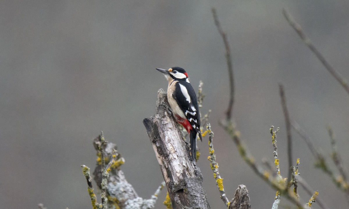 Great Spotted Woodpecker - ML404069911