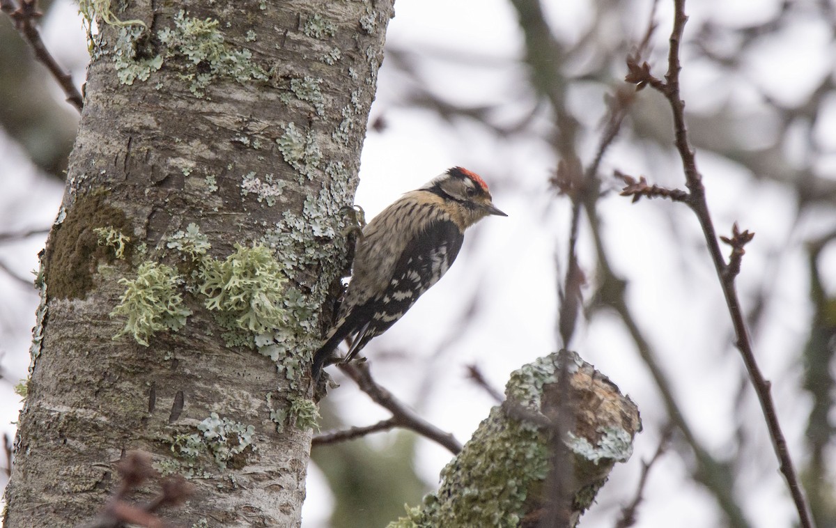 Lesser Spotted Woodpecker - ML404070281