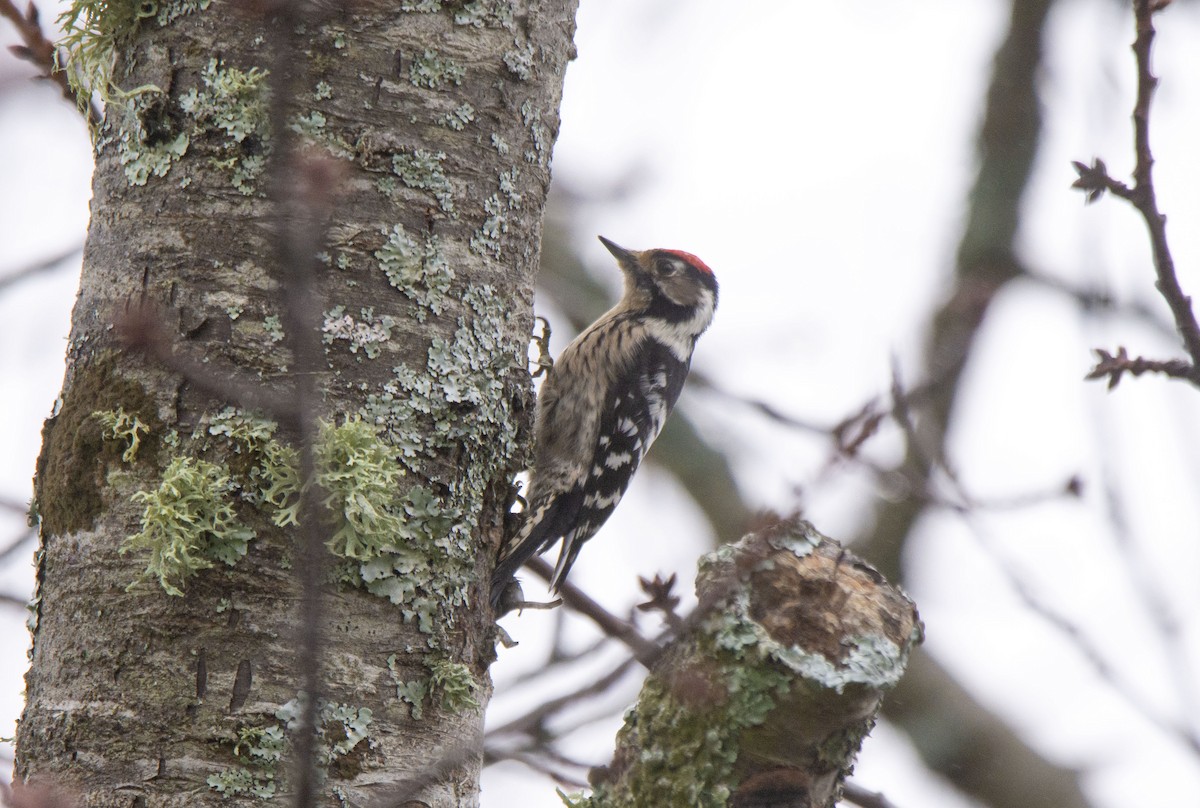 Lesser Spotted Woodpecker - ML404070301