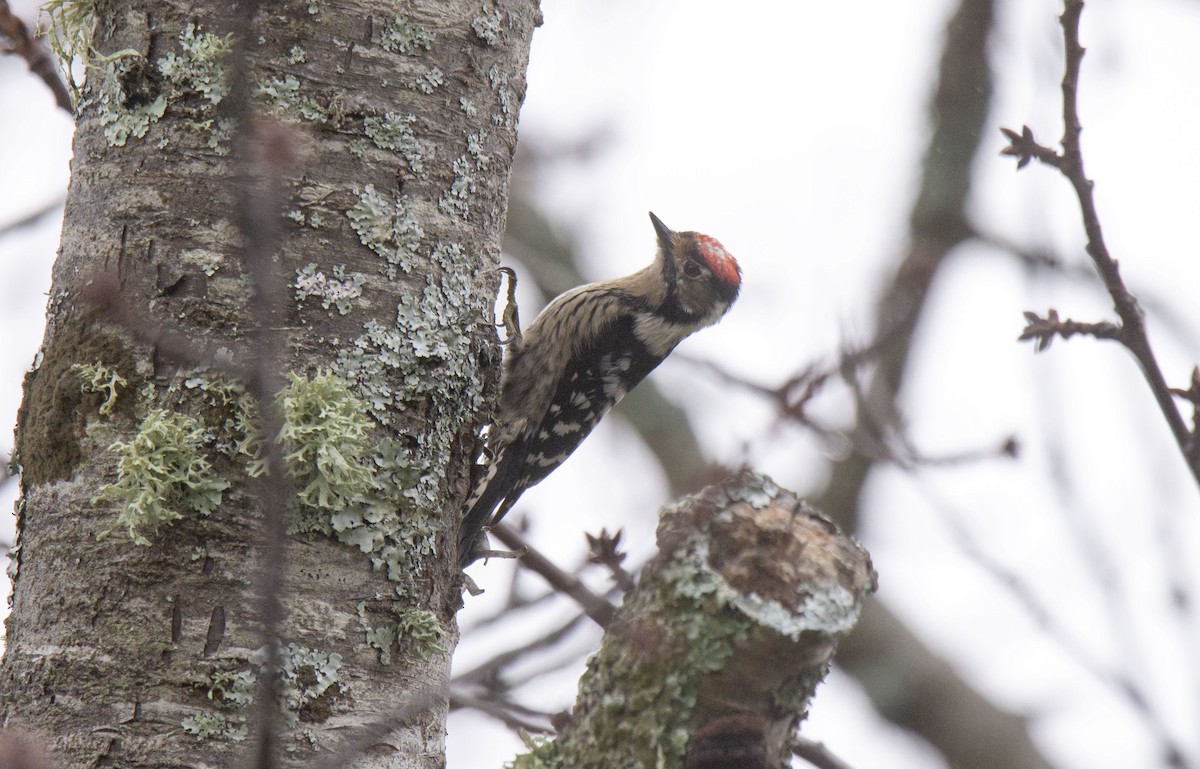Lesser Spotted Woodpecker - ML404070311