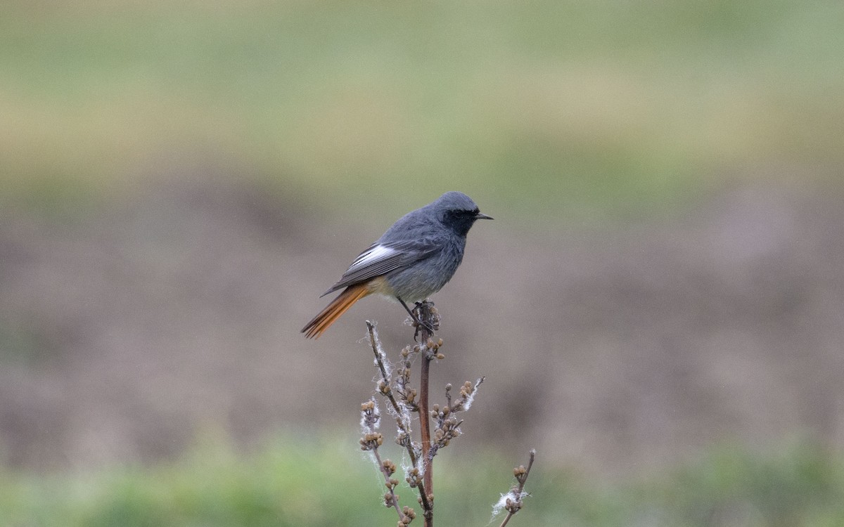 Black Redstart - ML404070521