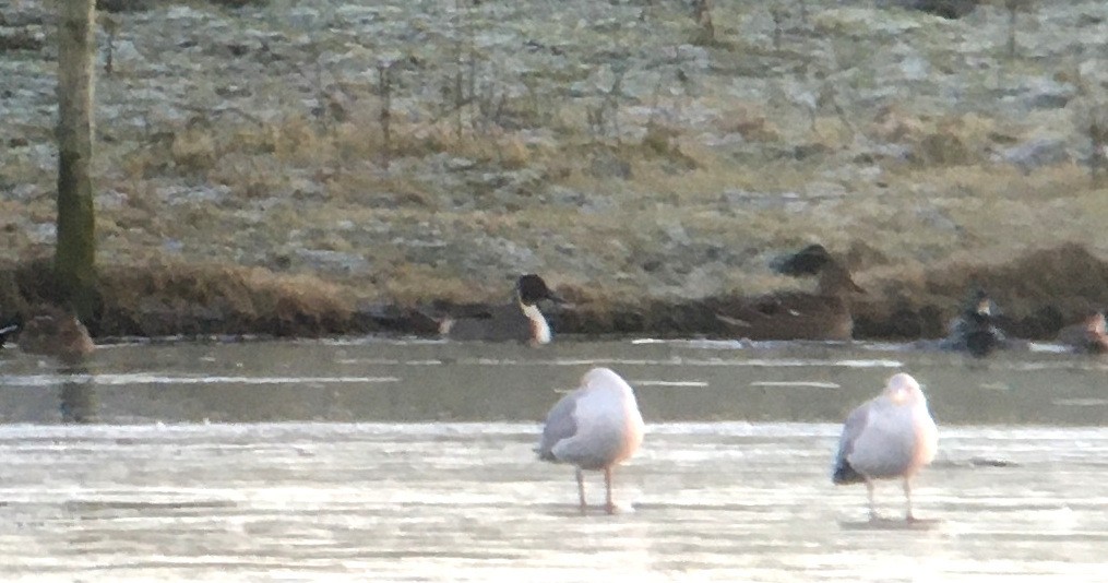 Northern Pintail - ML404070751