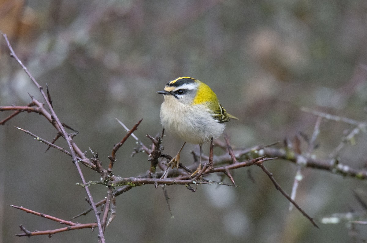 Common Firecrest - ML404071151