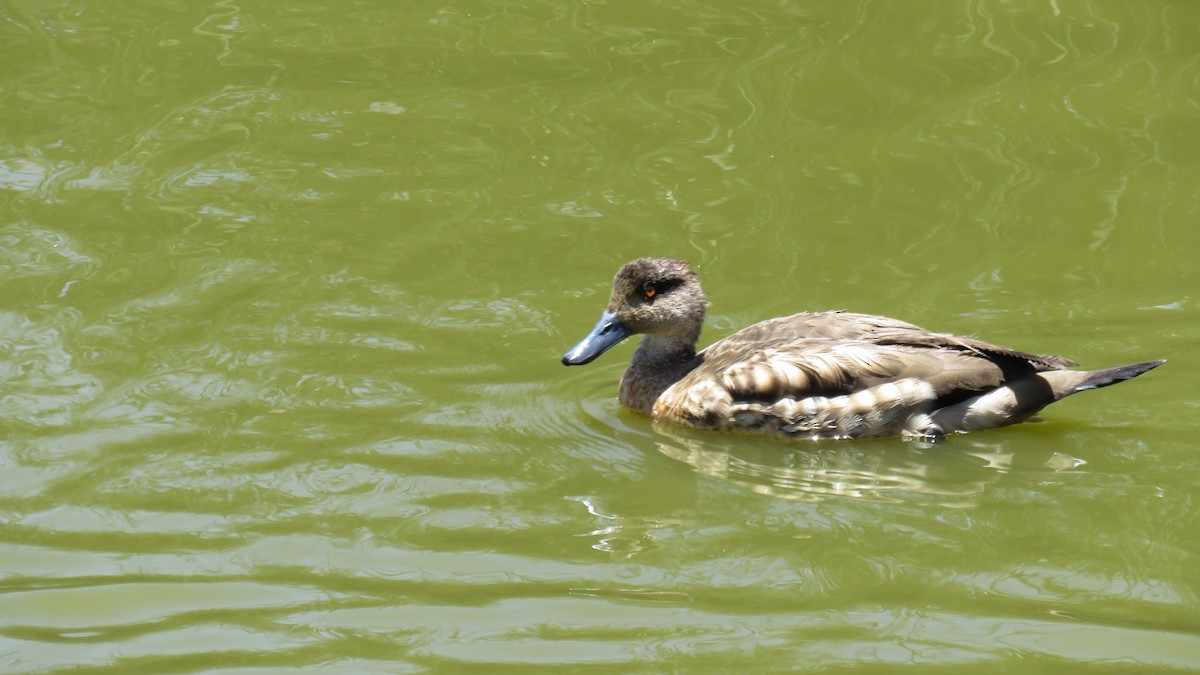 Crested Duck - Gonzalo Cano Sanz (MUSA)