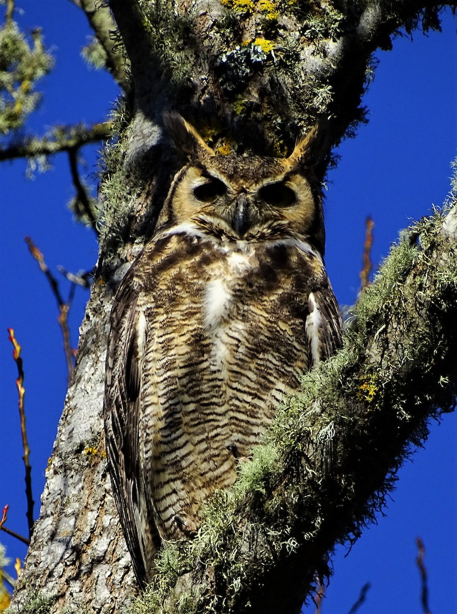 Great Horned Owl - Bob Brown