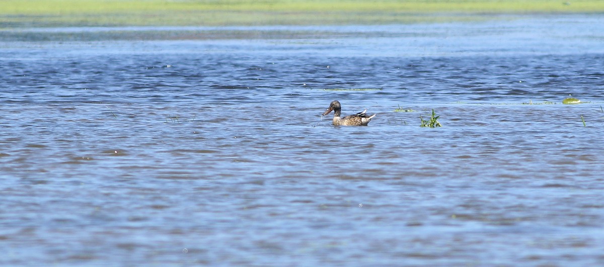 Northern Shoveler - ML404077101