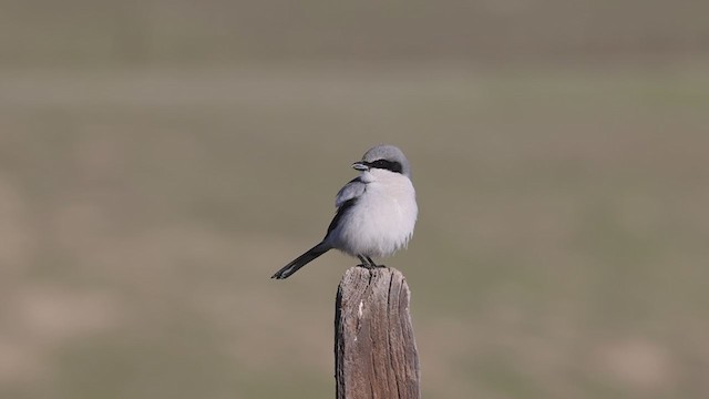 Loggerhead Shrike - ML404077461