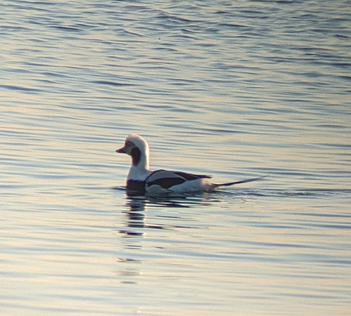 Long-tailed Duck - ML404077601