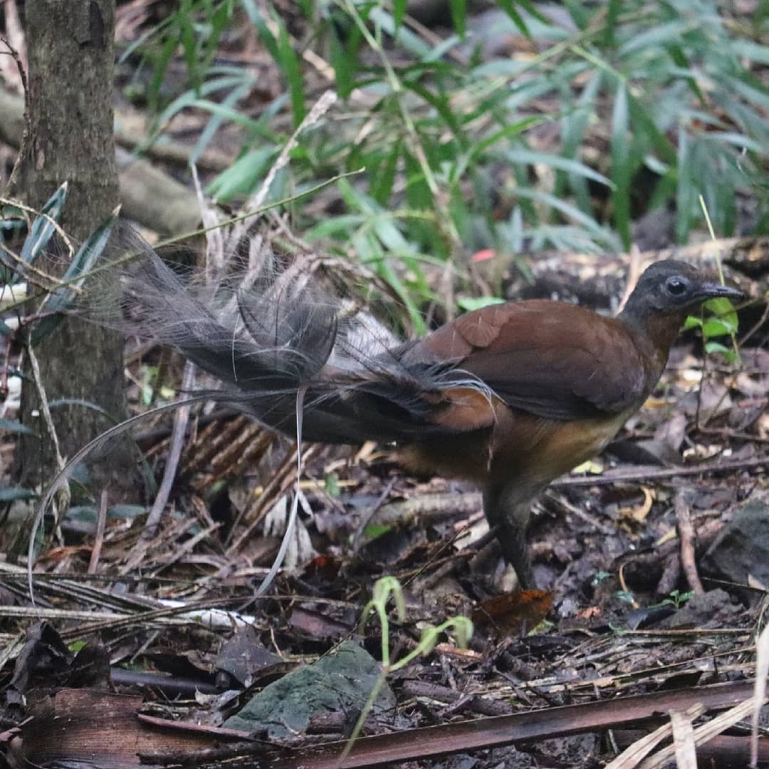 Albert's Lyrebird - ML404078661