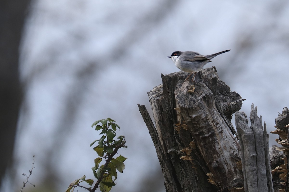 Sardinian Warbler - ML404081201