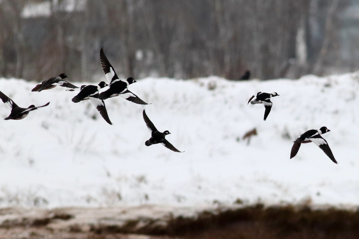 Bufflehead - George Forsyth