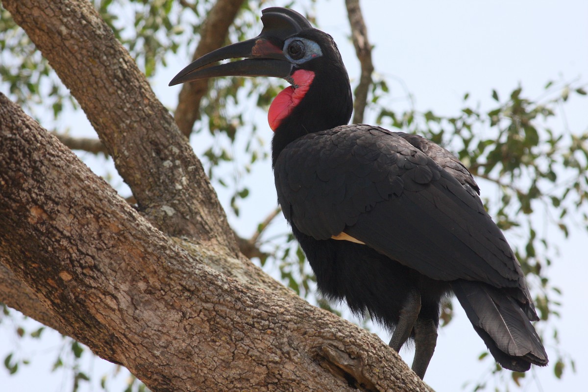 Abyssinian Ground-Hornbill - ML40408211