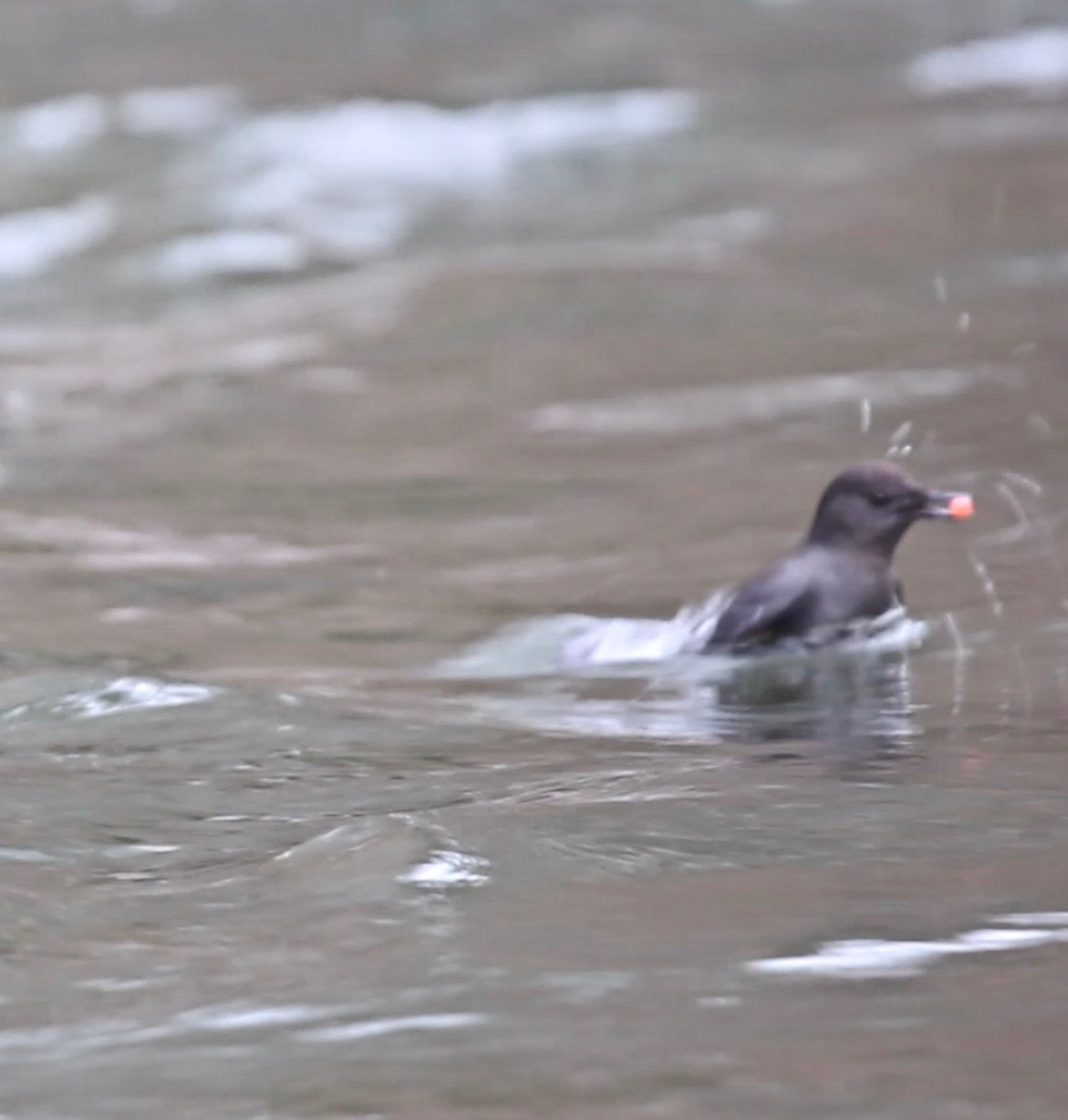 American Dipper - ML404082411