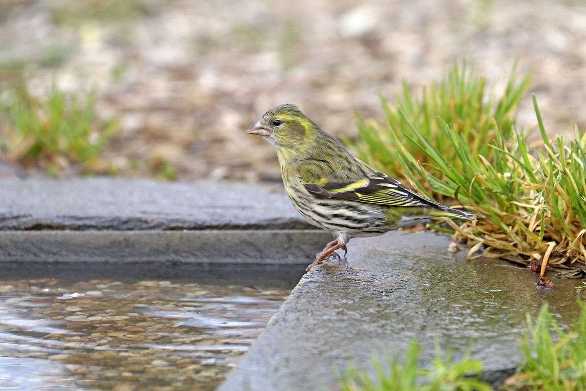 Eurasian Siskin - ML404082931