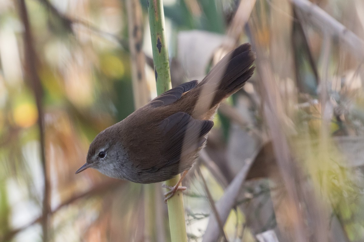Cetti's Warbler - Enric Fernandez