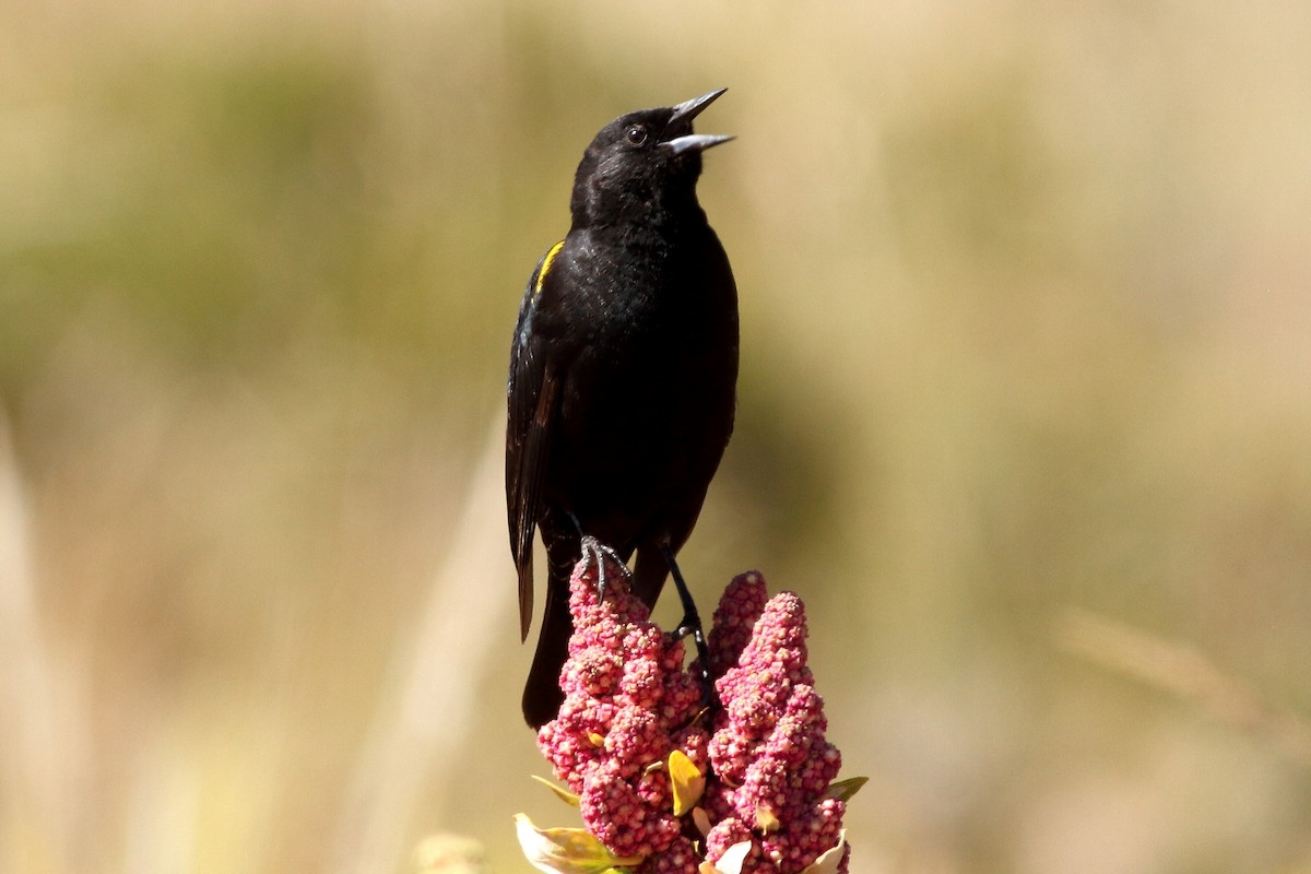 Yellow-winged Blackbird - Manfred Bienert