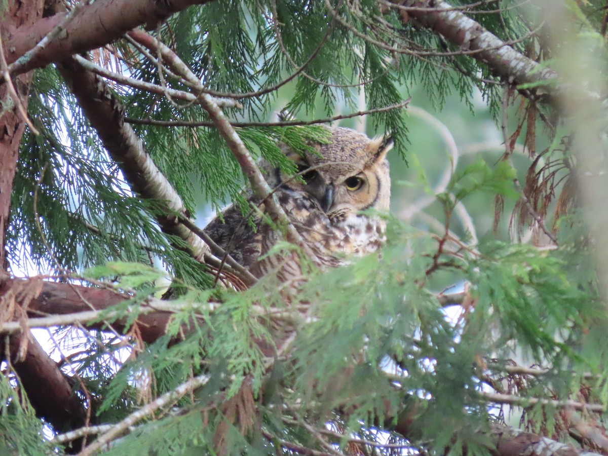 Great Horned Owl - ML404084001