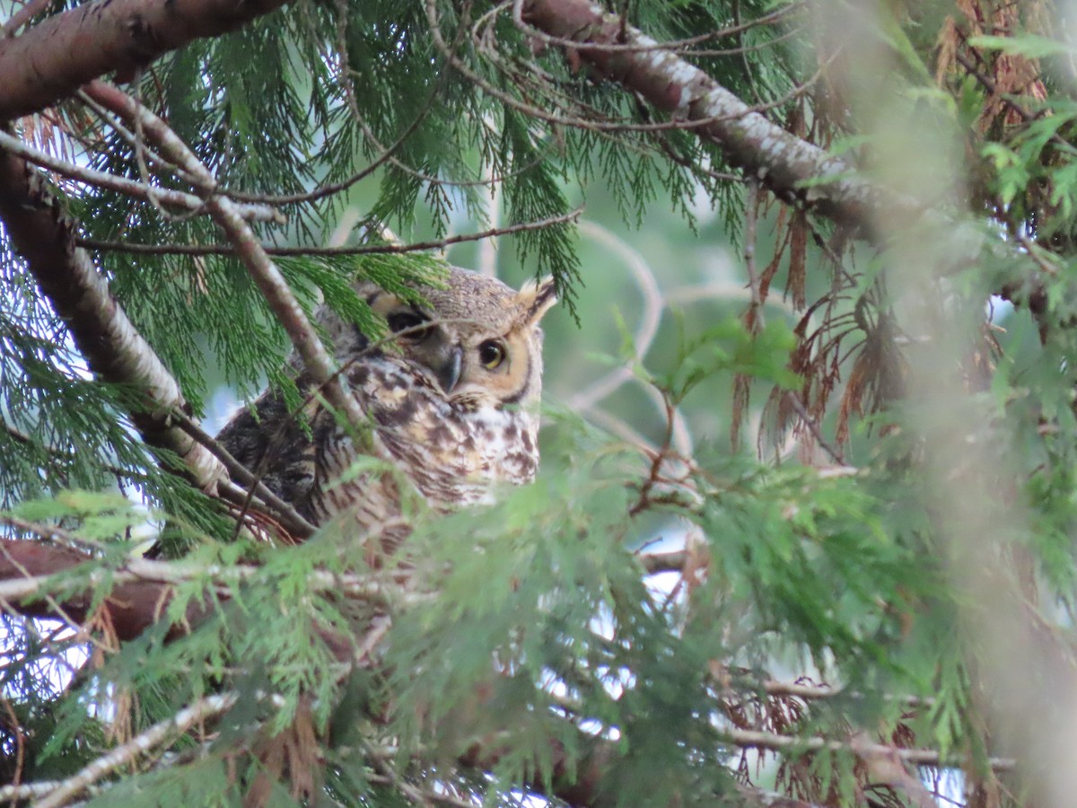 Great Horned Owl - ML404084011