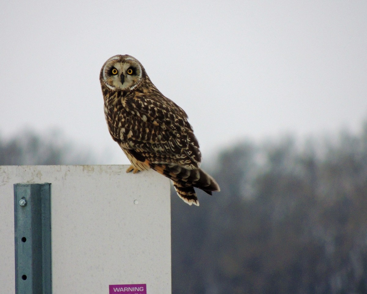 Short-eared Owl - ML404084361