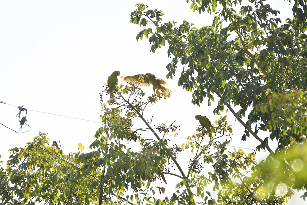 Mitred Parakeet - ML404084381