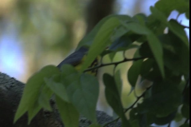 Canada Warbler - ML404086