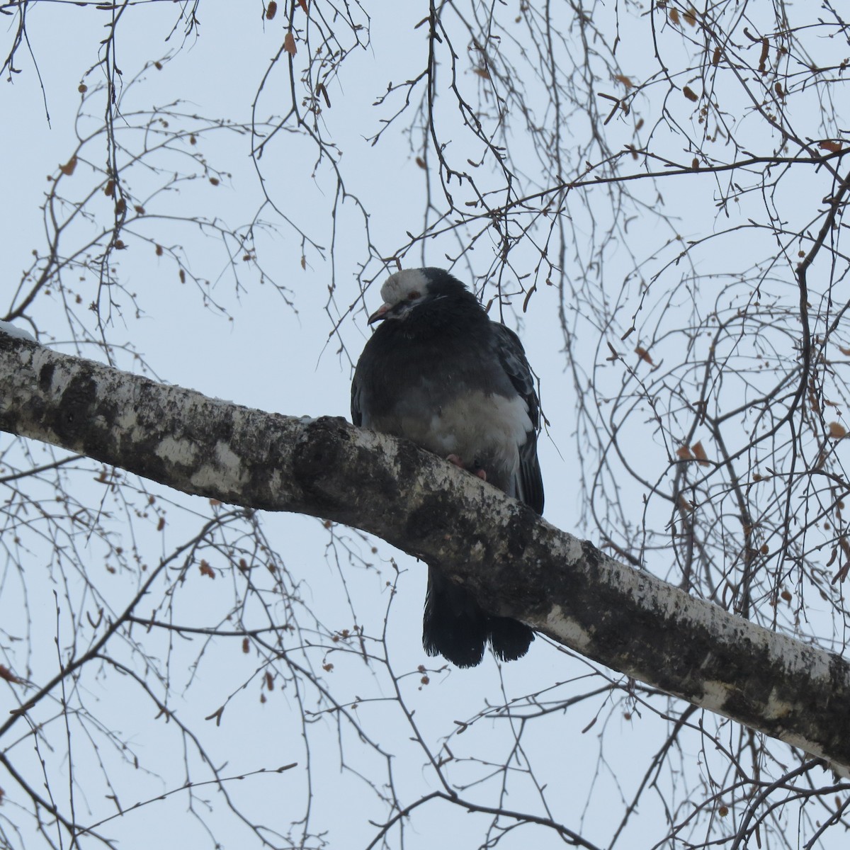 Rock Pigeon - ML404086101