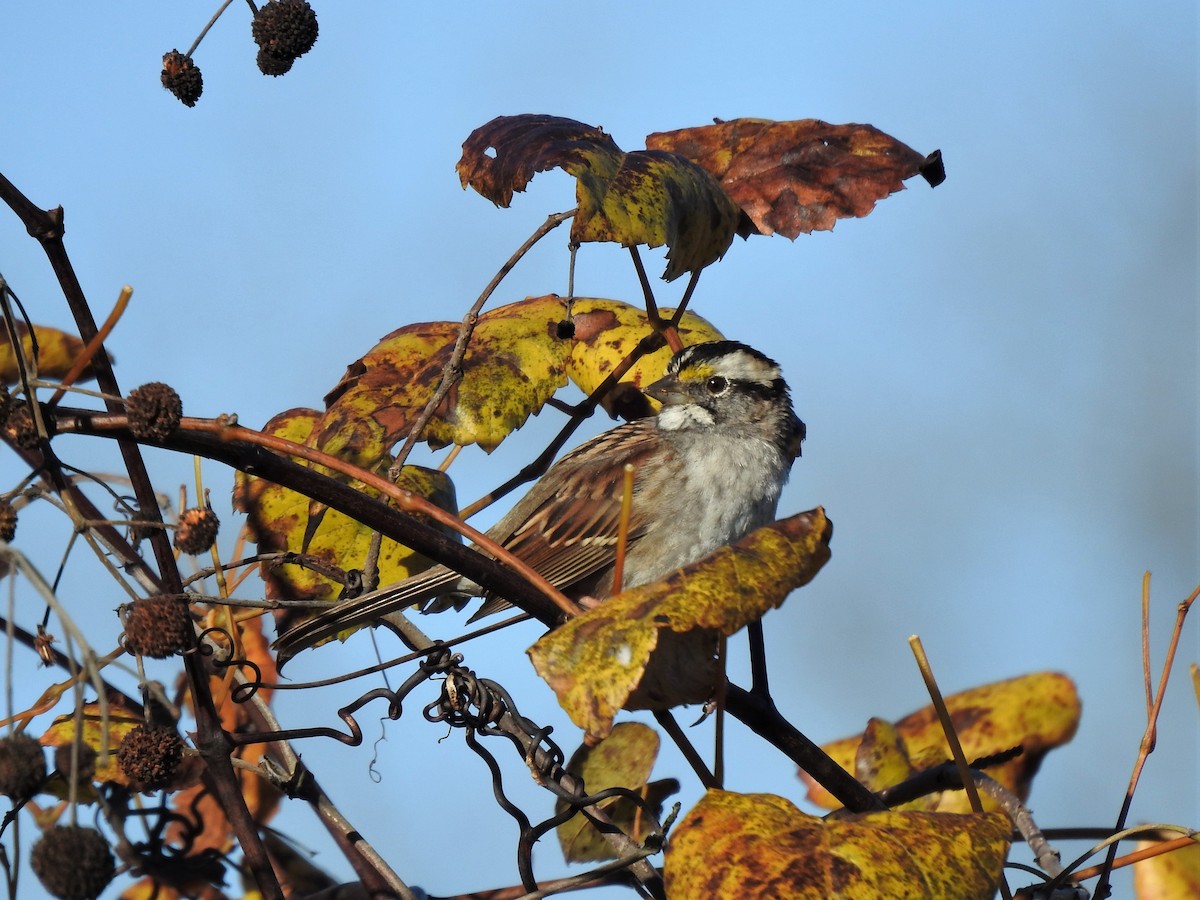 White-throated Sparrow - ML404086761