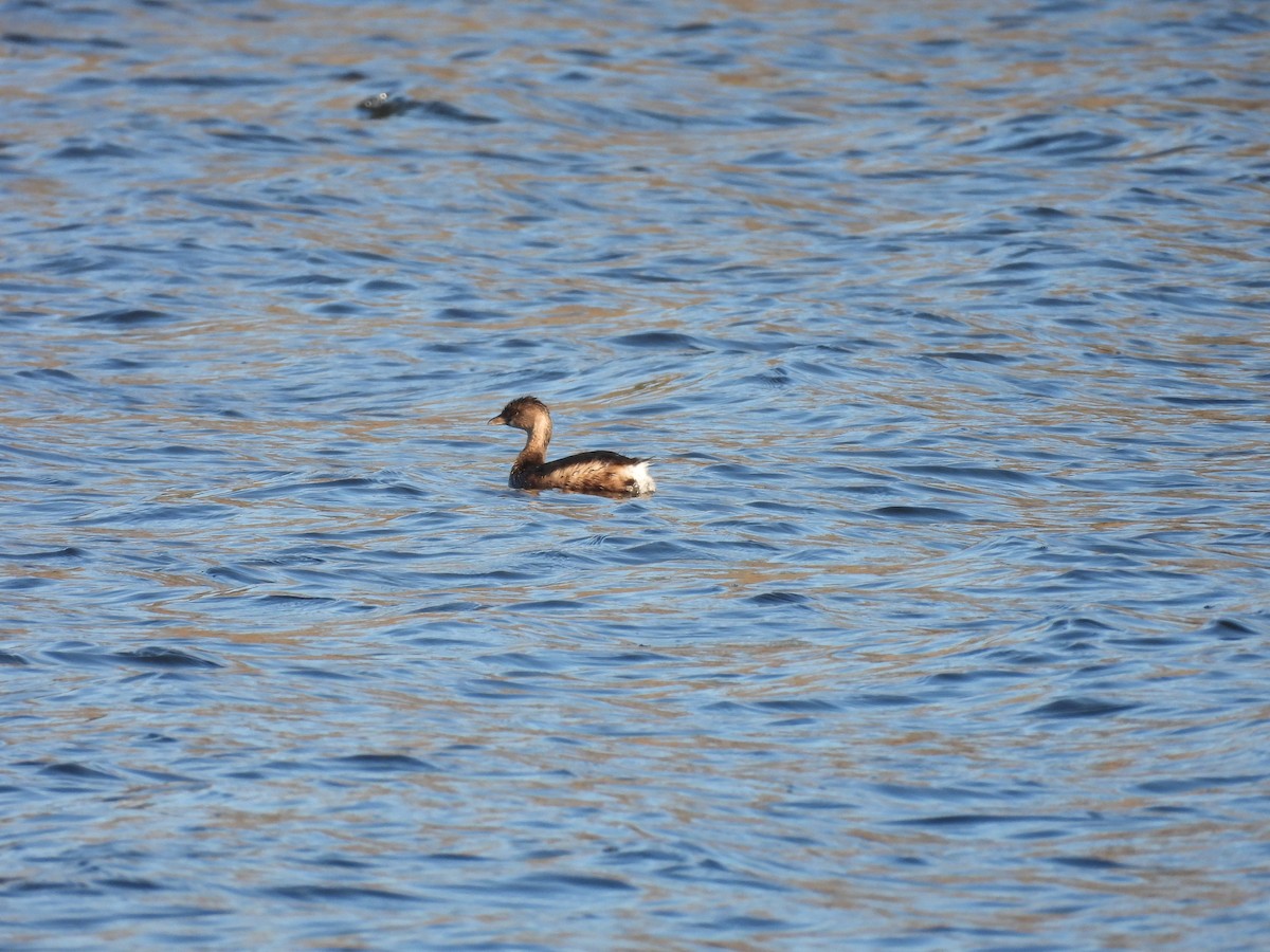 Pied-billed Grebe - ML404087561