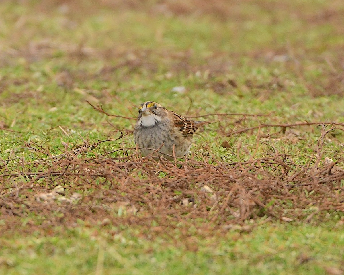 White-throated Sparrow - ML404087771