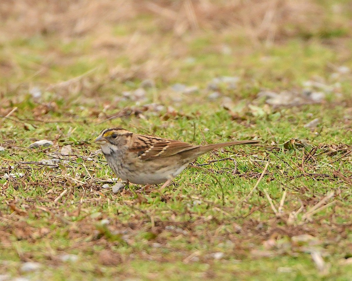 White-throated Sparrow - ML404088281