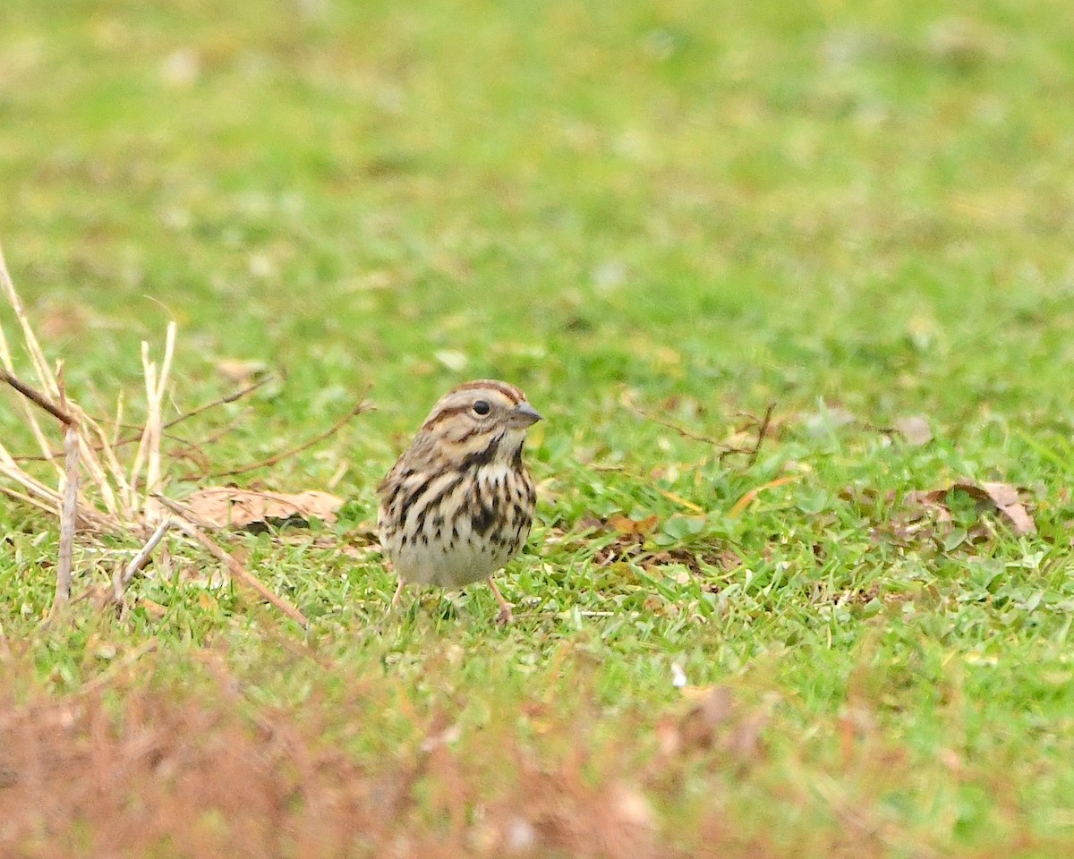 Song Sparrow - ML404088631