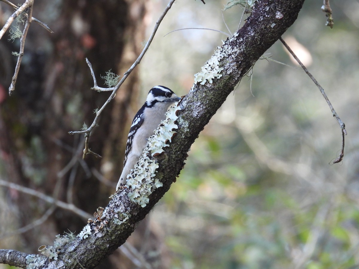 Downy Woodpecker - ML404089961