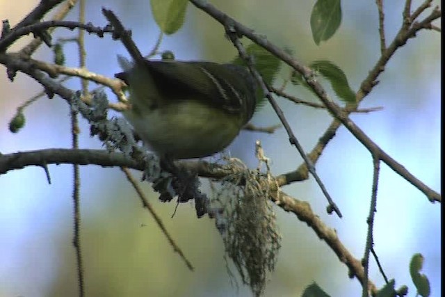 Vireo Ojiblanco - ML404090