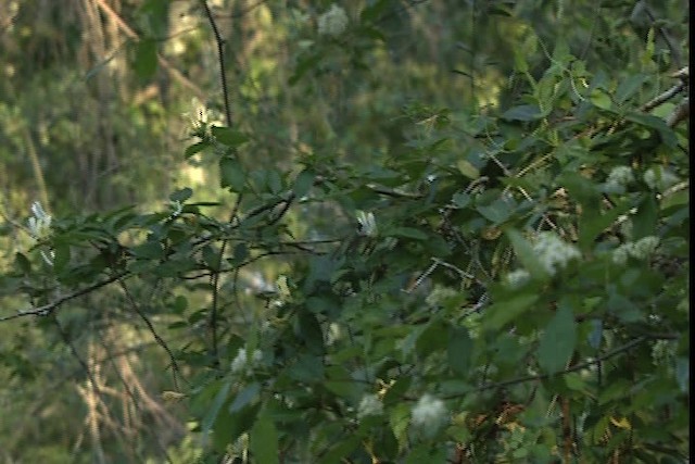 Ruby-throated Hummingbird - ML404091