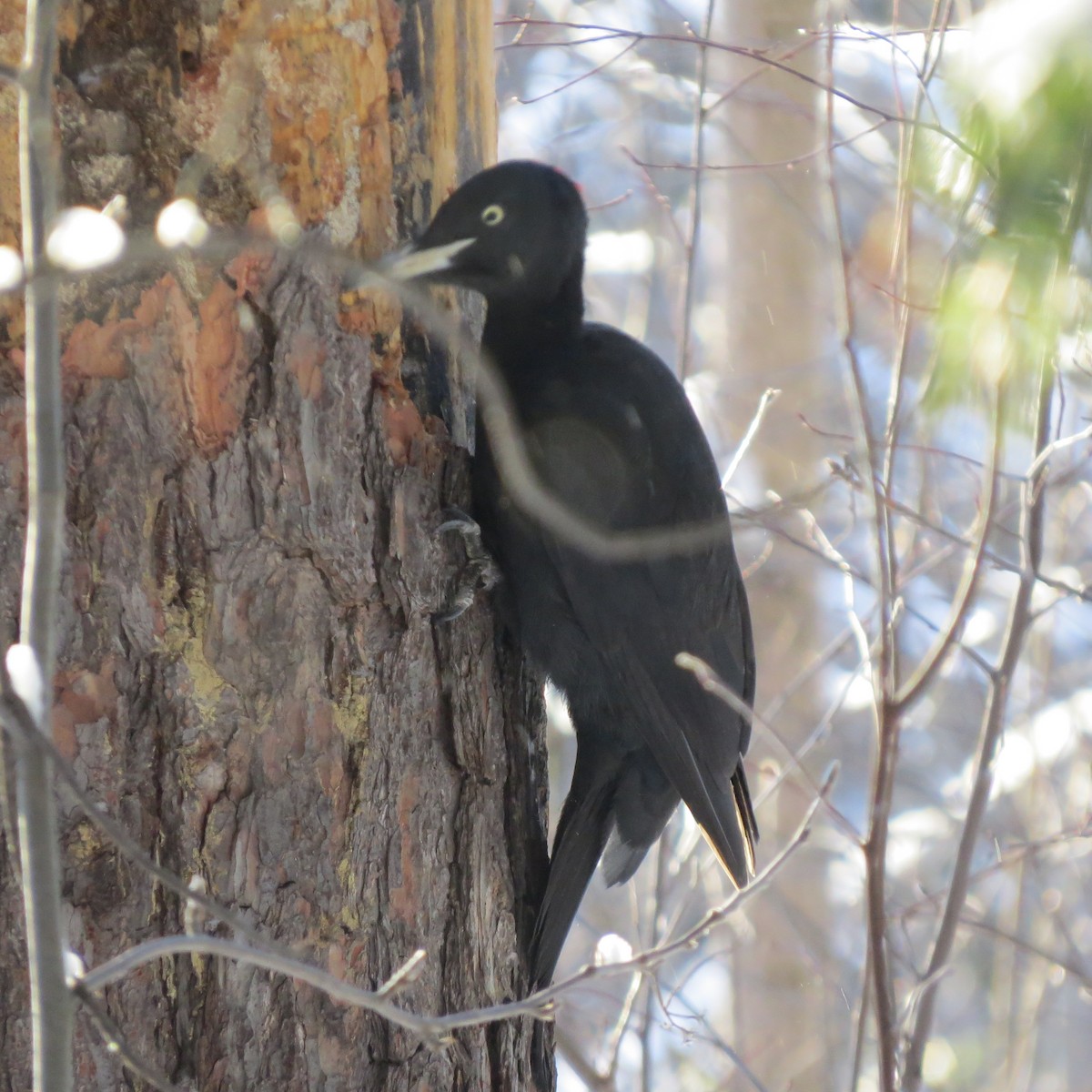 Black Woodpecker - ML404091291