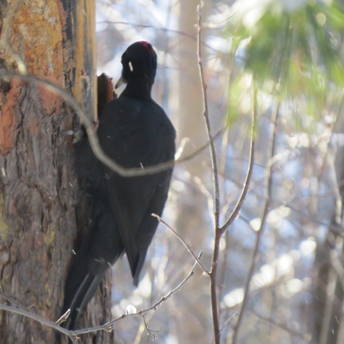 Black Woodpecker - ML404091301