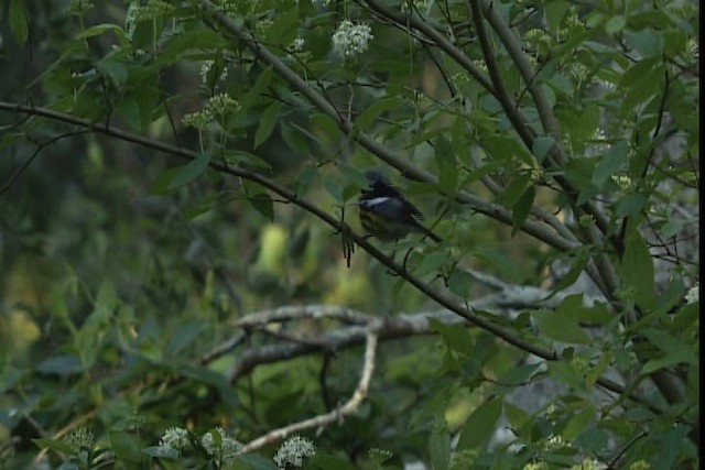 Magnolia Warbler - ML404093