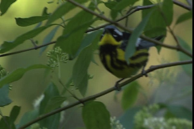 Magnolia Warbler - ML404094