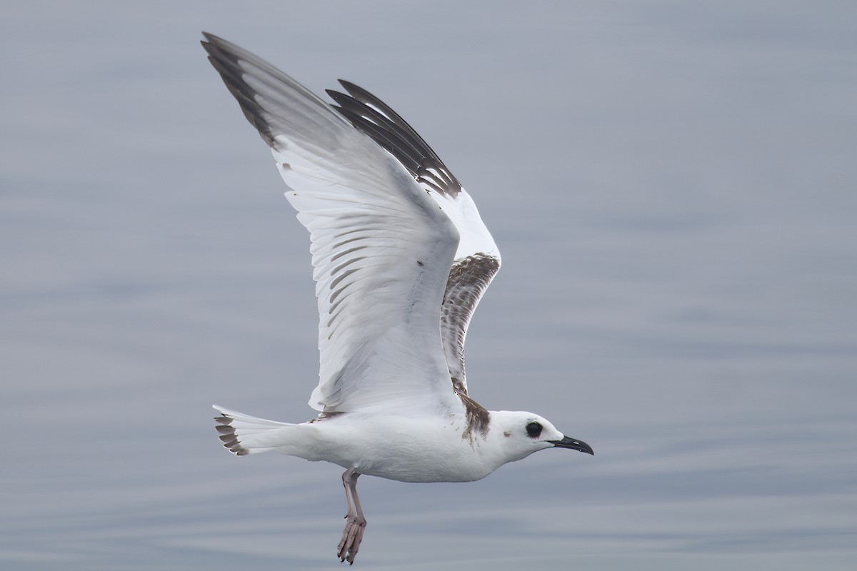Swallow-tailed Gull - Peter Adriaens