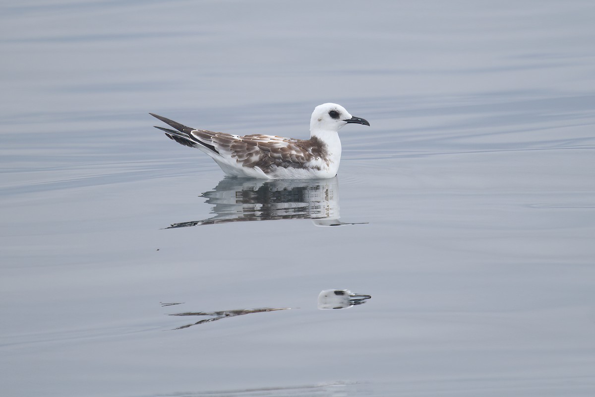 Swallow-tailed Gull - Peter Adriaens