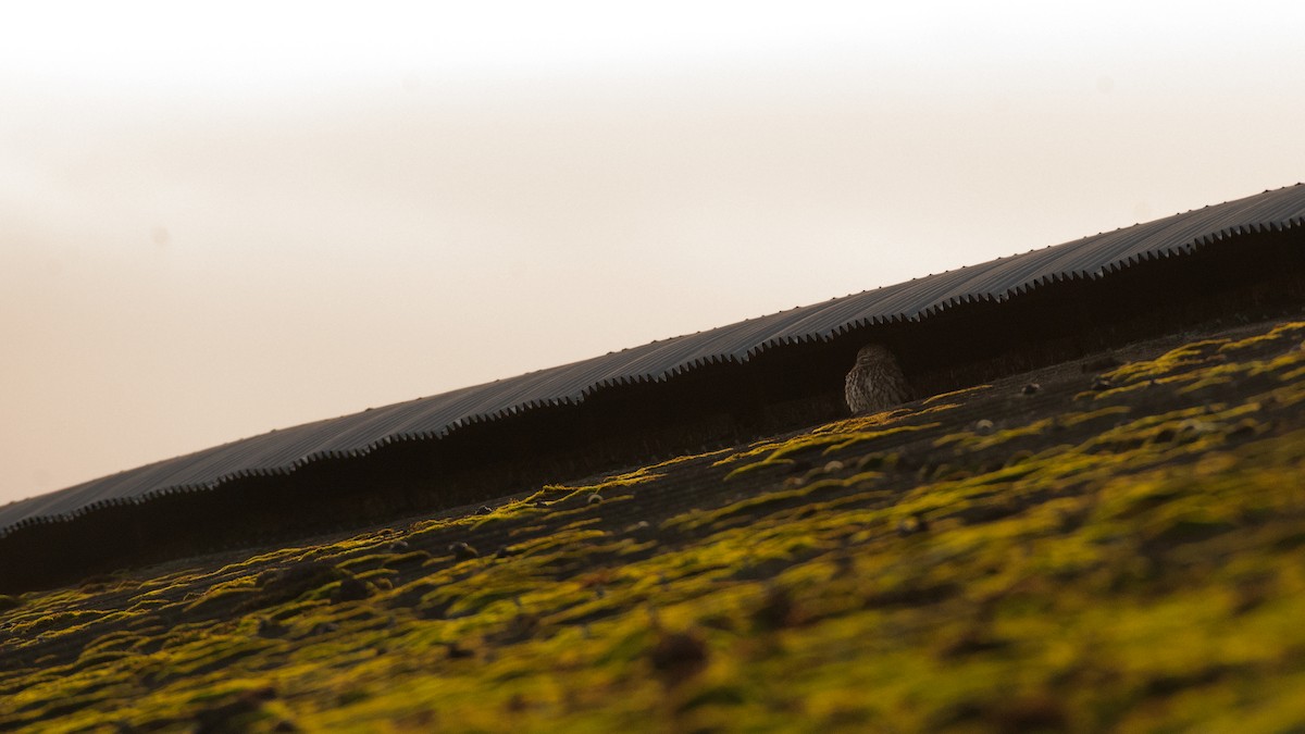 sýček obecný - ML404095401