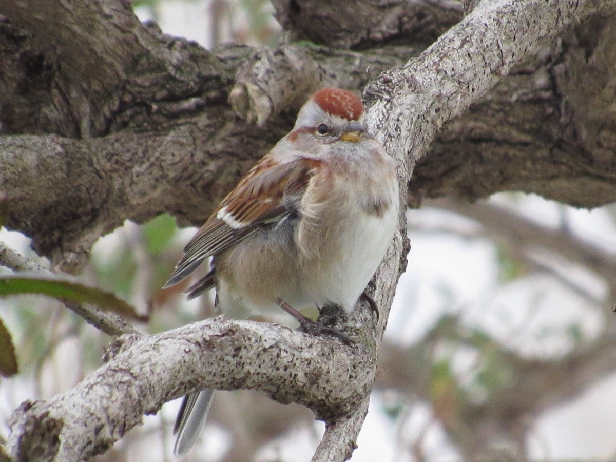 American Tree Sparrow - ML404095811