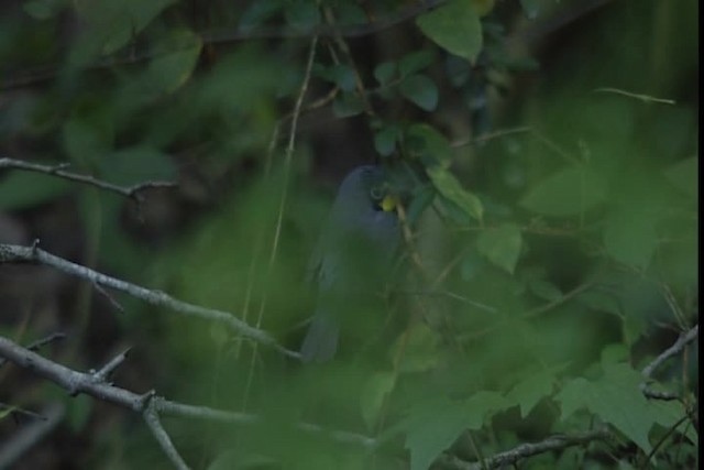 Canada Warbler - ML404096