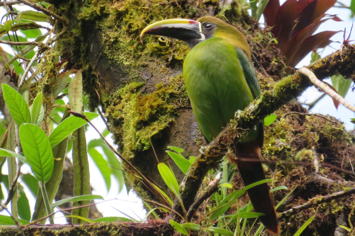 Northern Emerald-Toucanet - ML404096811