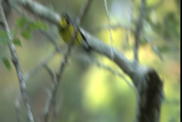 Canada Warbler - ML404097