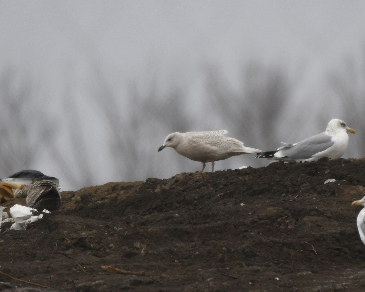 Goéland arctique (kumlieni) - ML404097071